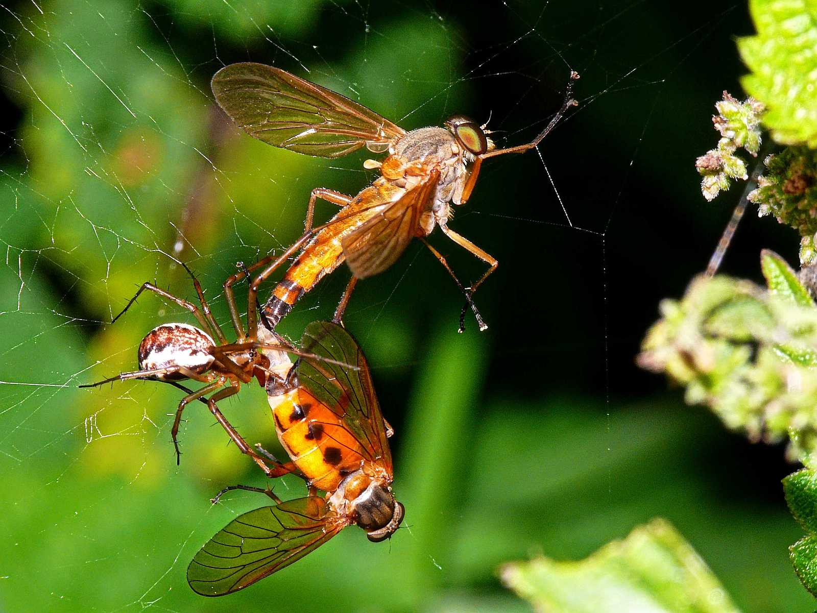 Bei Paarung im Spinnennetz verfangen