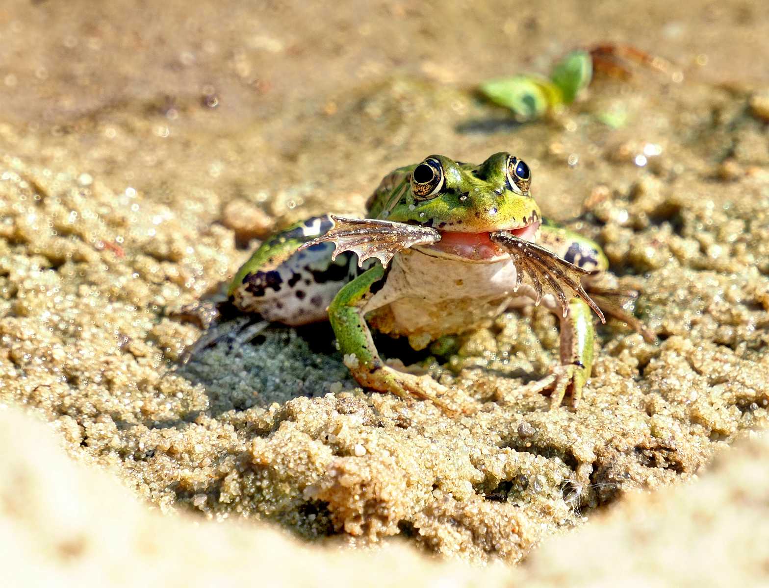 Frosch frisst